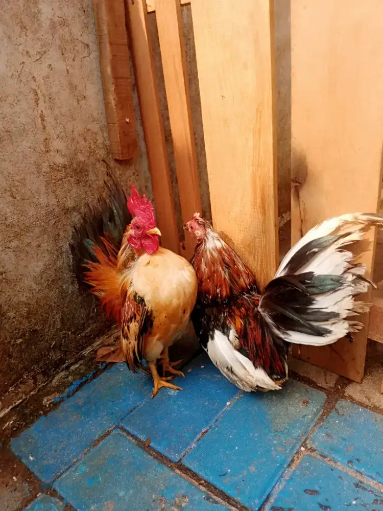Jual ayam Serama mapan