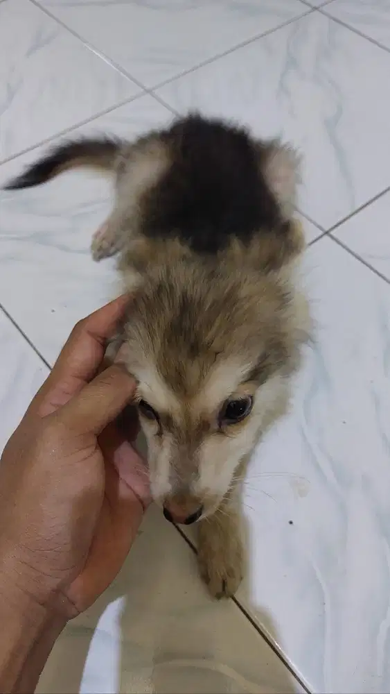Anakan husky mix herder