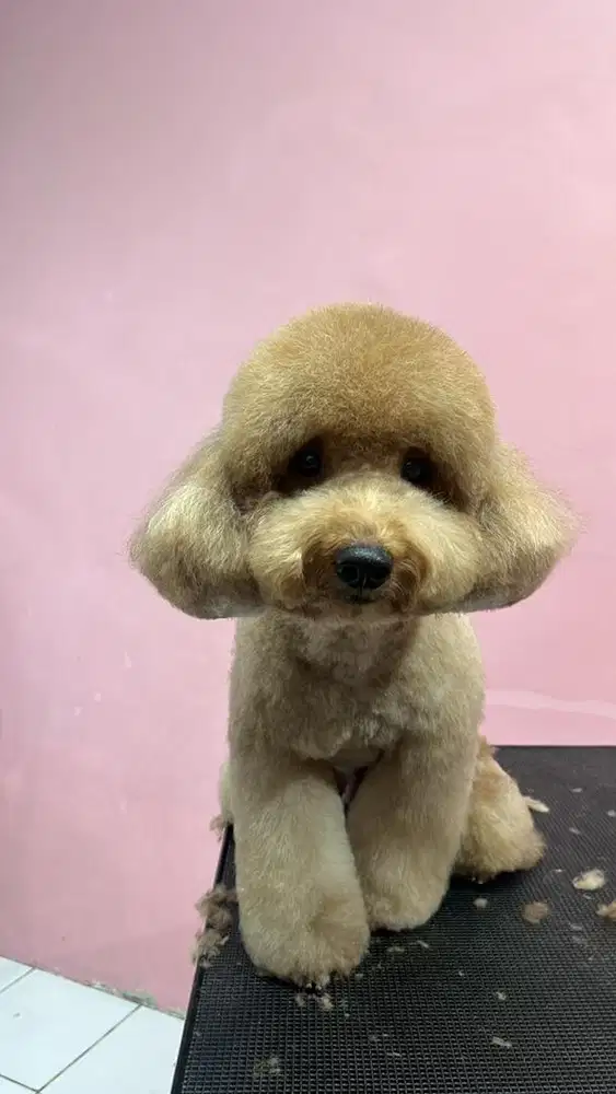 Karyawati asisten Groomer