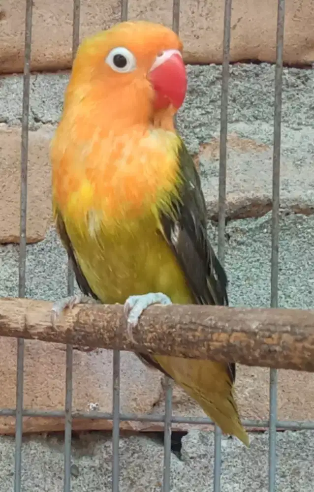 Seekor lovebird paud