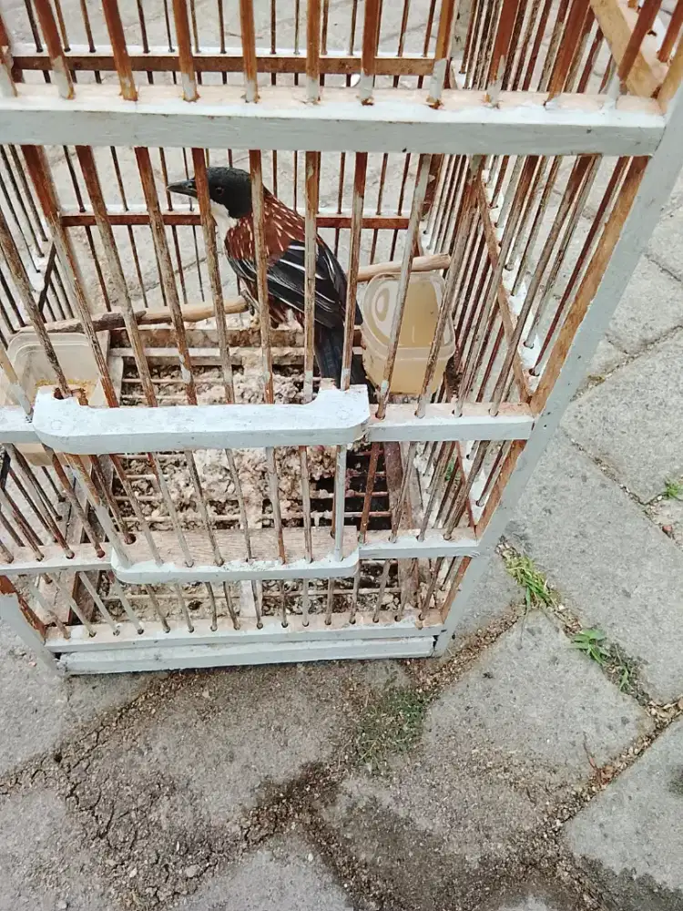Jual burung pentet MTHR