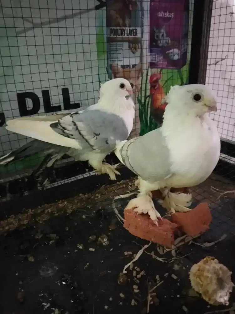 Merpati Hias Santinet