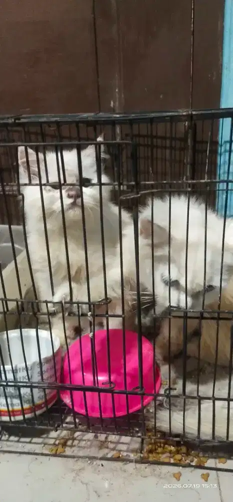 kucing/kitten Persia 2 ekor