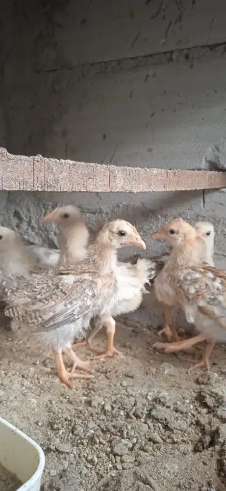 Anak ayam kampung usia 6 Minggu