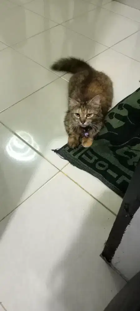 Kucing persia betina