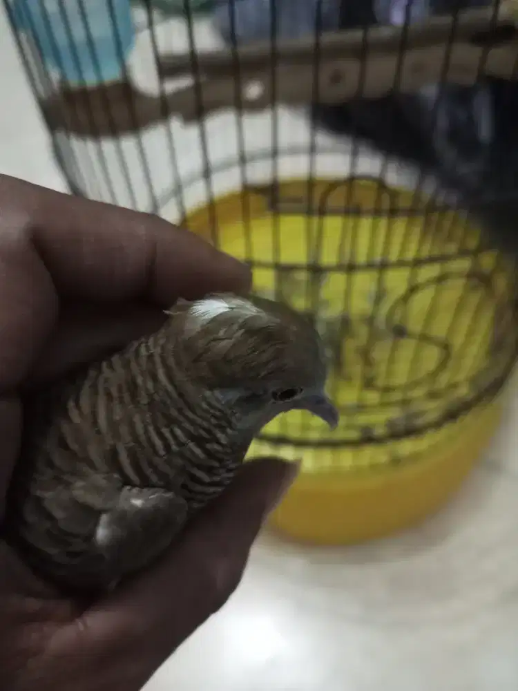 Burung perkutut lokal alam katuranggan Satrio pinayung