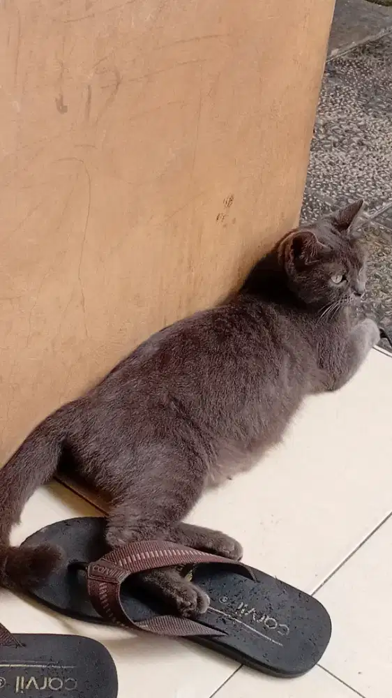 Kucing BSH kitten betina