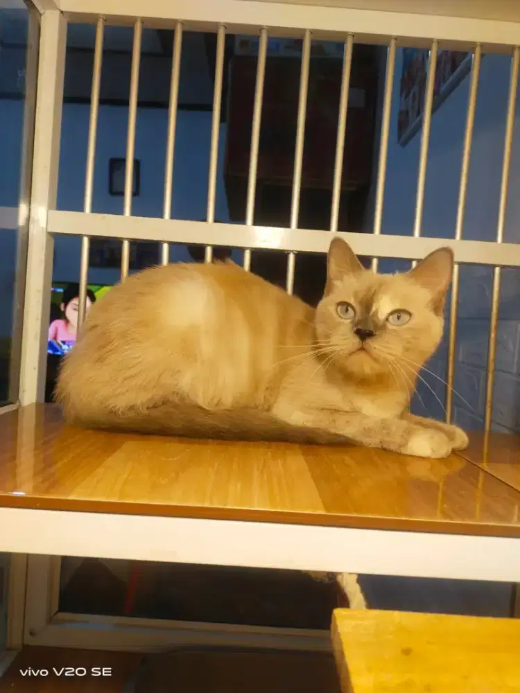 Lepas adopt kucing betina jenis BSH Himalaya,Umur 18 bulan Betina