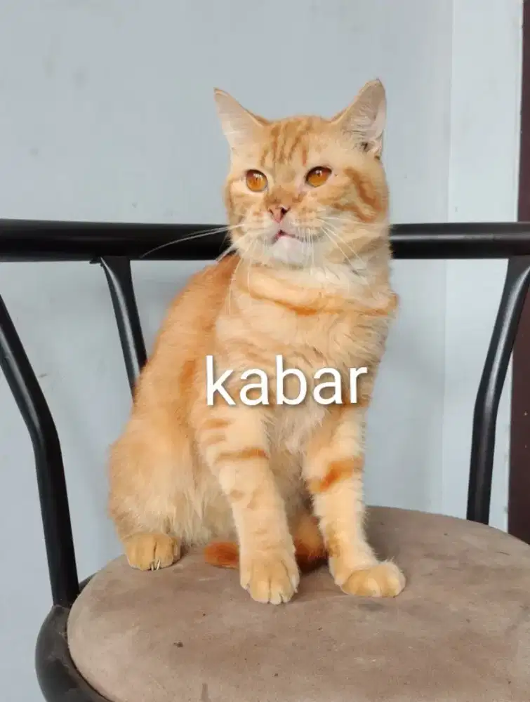 Kucing british shorthair non ped
