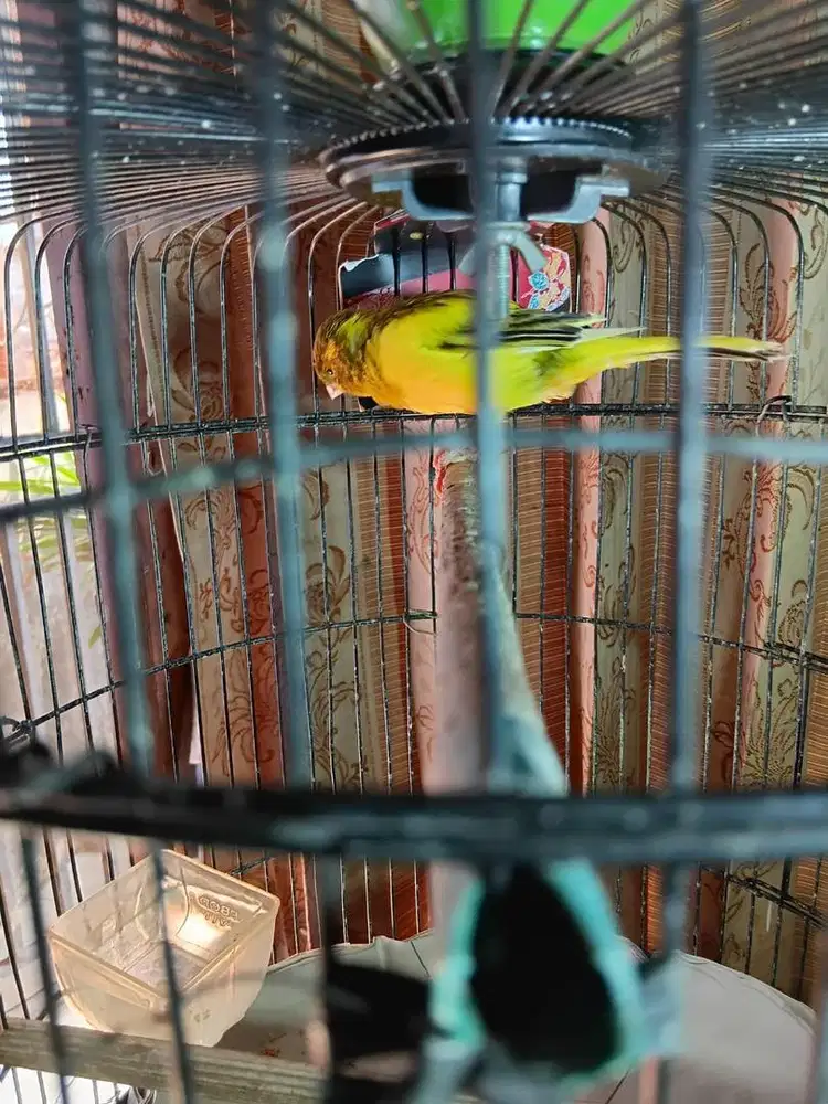 Kenari Jantan F1 YS