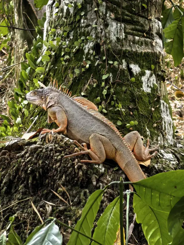 Jual Iguana Jinak
