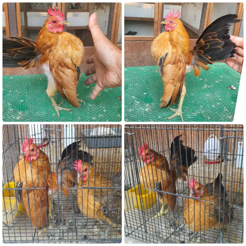 Ayam serama sepasang siap produk