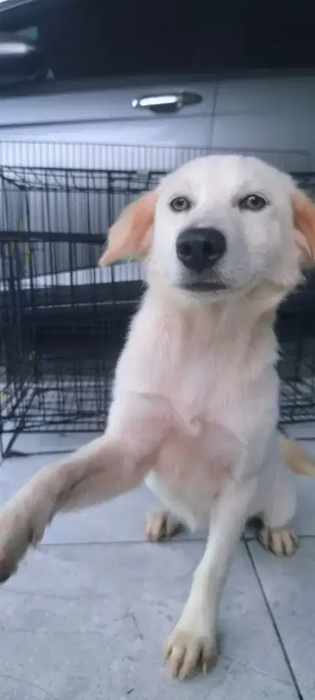 Jual Anak Anjing