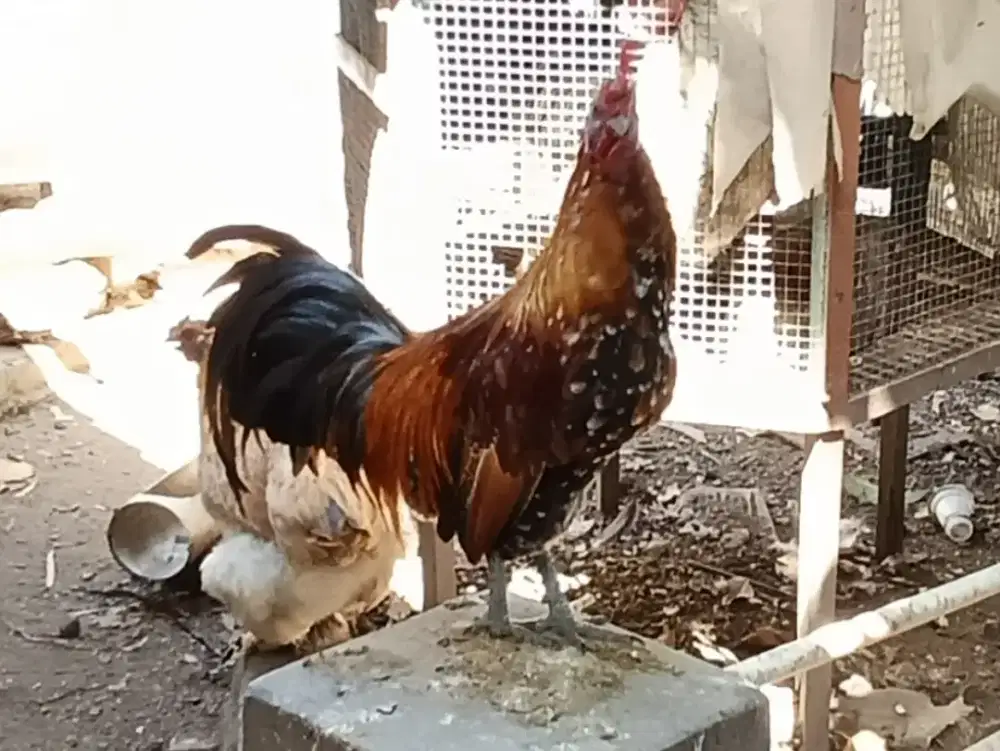 Ayam Jantan Silang F1(Brahma-Silkie) x Silkie – Bibit Berkualitas