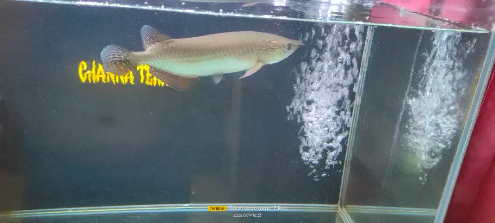 ikan arwana 15 up