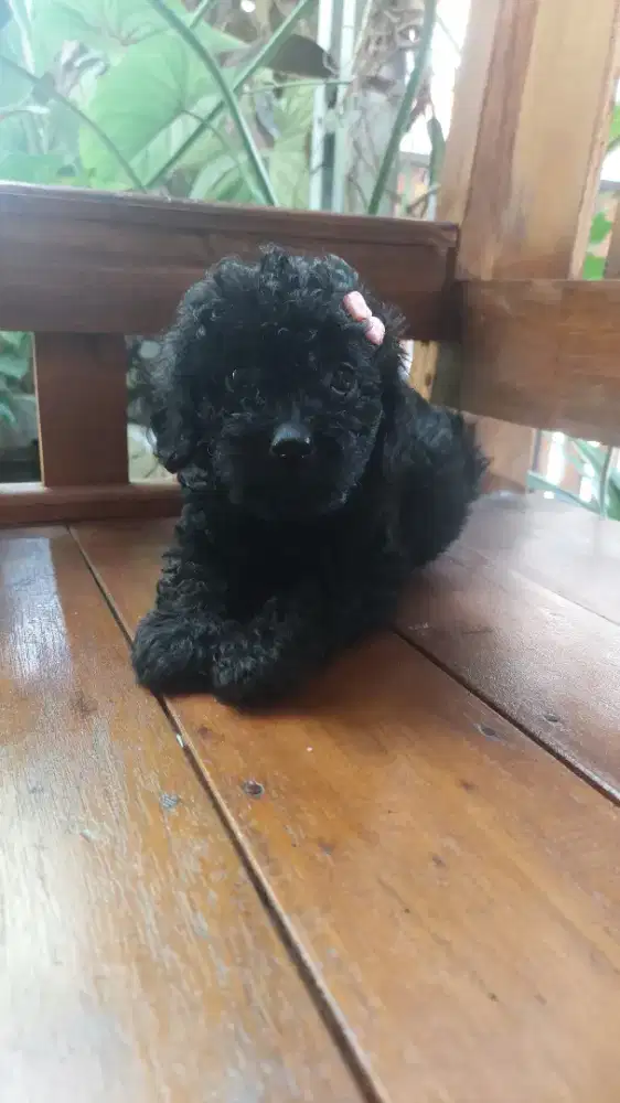 TOY POODLE MURAH