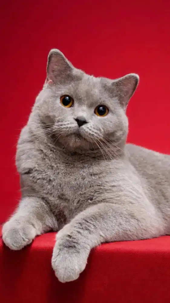 Kucing British short hair jakarta