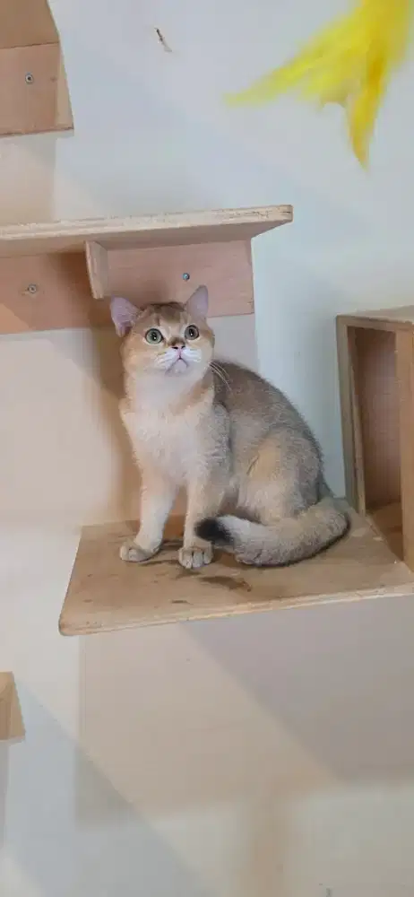 Kitten BSH British Shorthair Golden NY11 Jantan