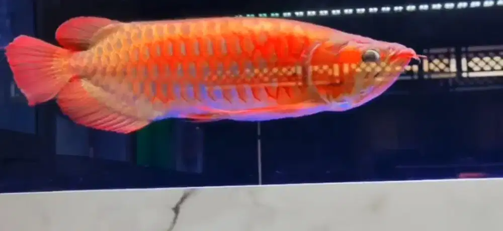 Arwana super red indukan 50cm bloker