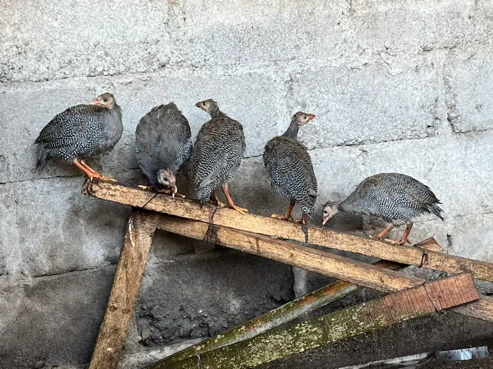 Ayam hias mutiara