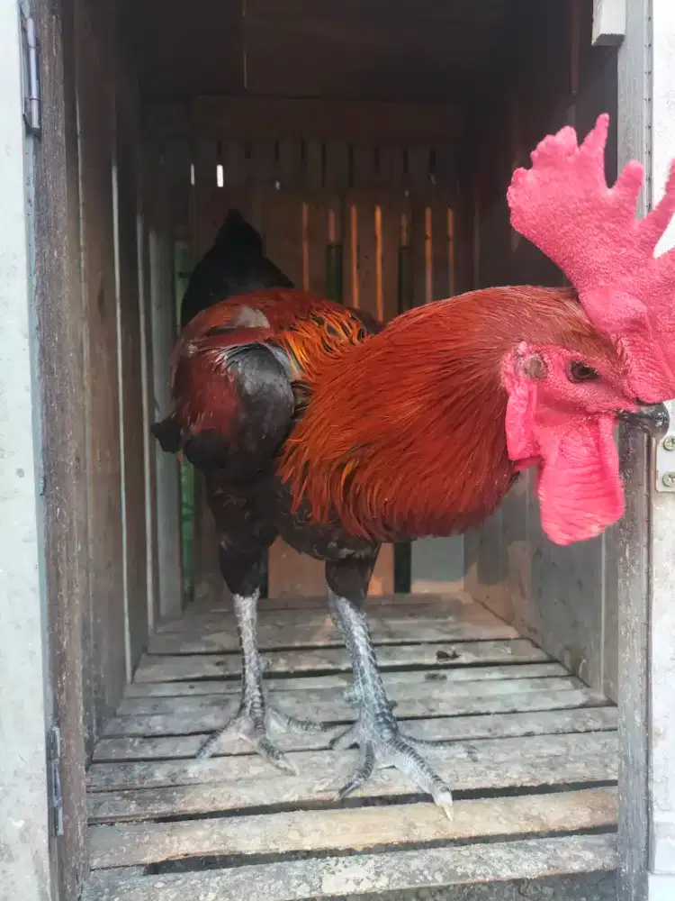 Ayam pelung umur 1 tahun. Udah bosan piara