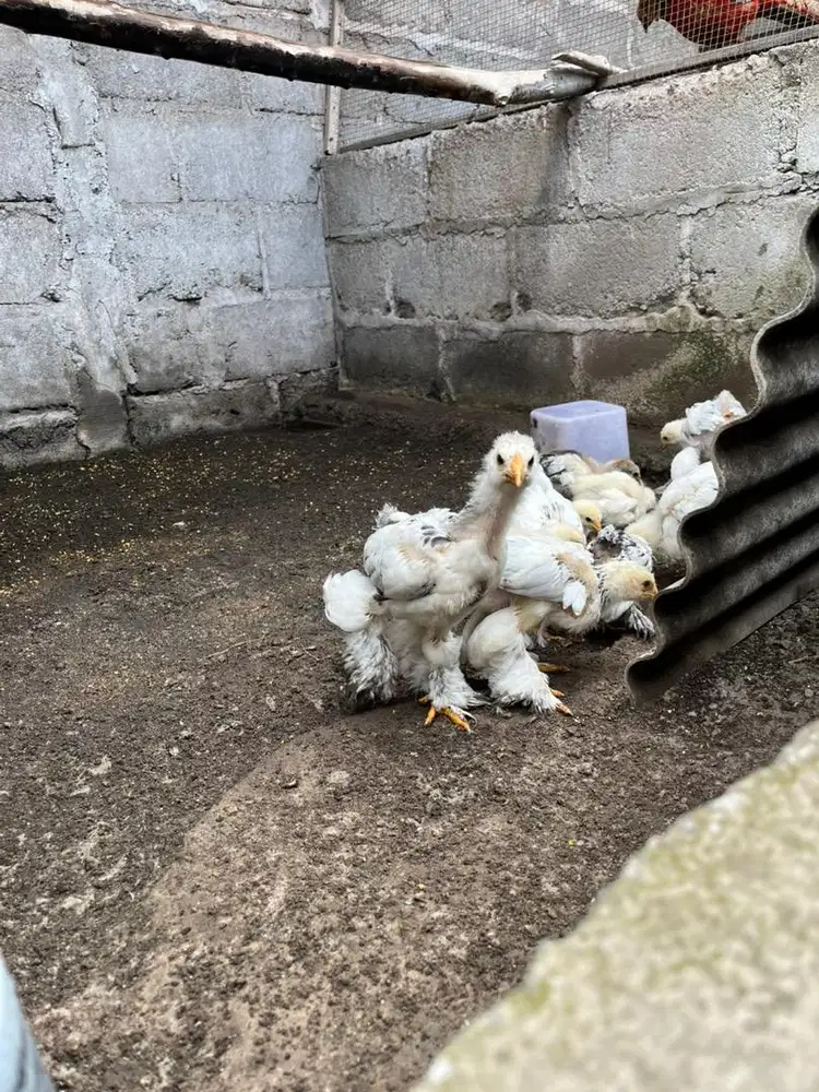 Ayam hias brahma