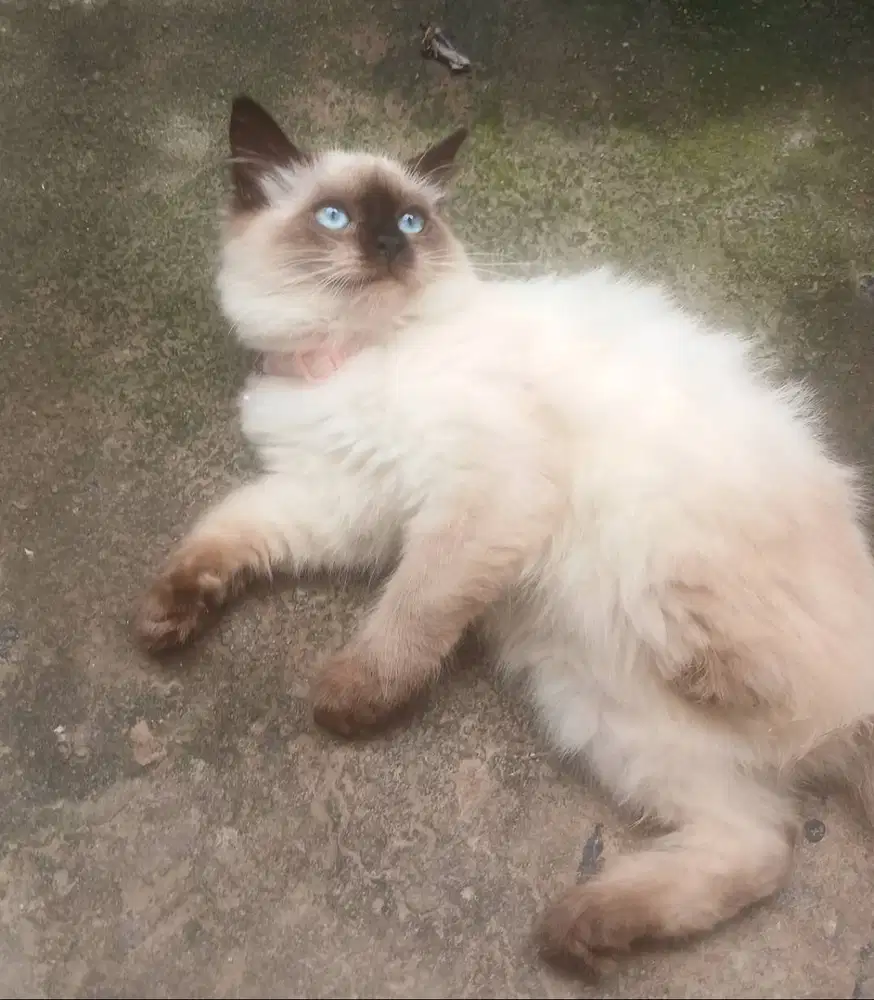 Adopsi Kucing Himalaya Betina Usia 2 Tahun
