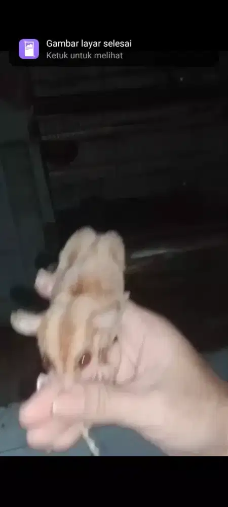 Sugar Glider Caramel Line Swan Solo