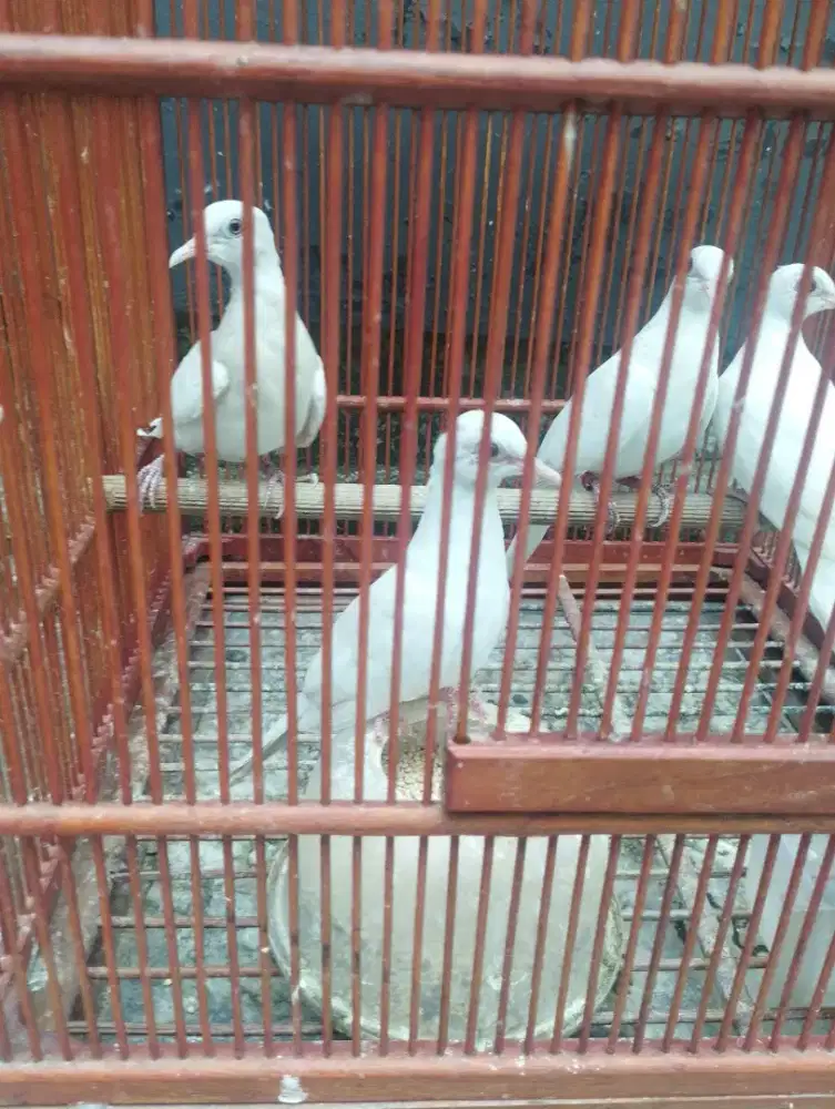 Putih kapas +golden putih