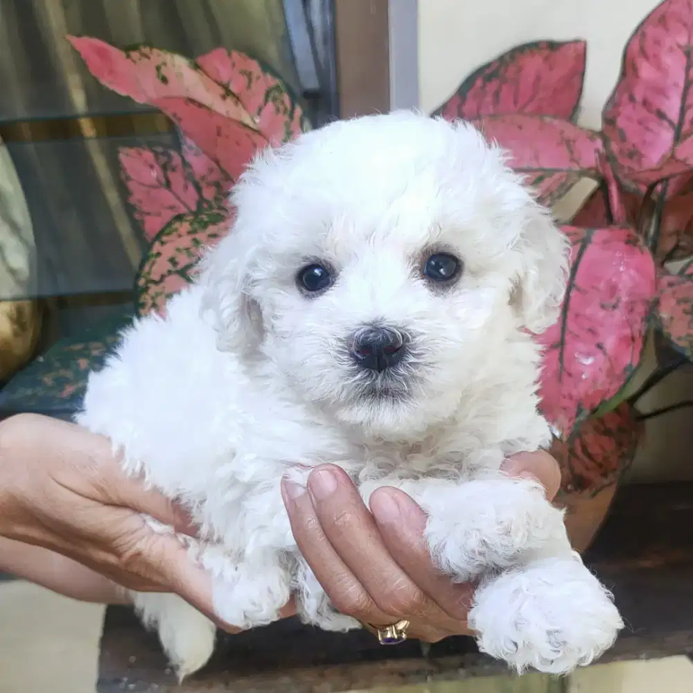 DI JUAL MURAH BICHON FRISE BETINA STAMBUM VAKSIN KUALITAS BAGUS