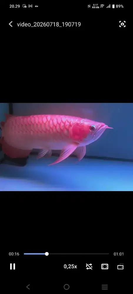 arwana super red 47cm