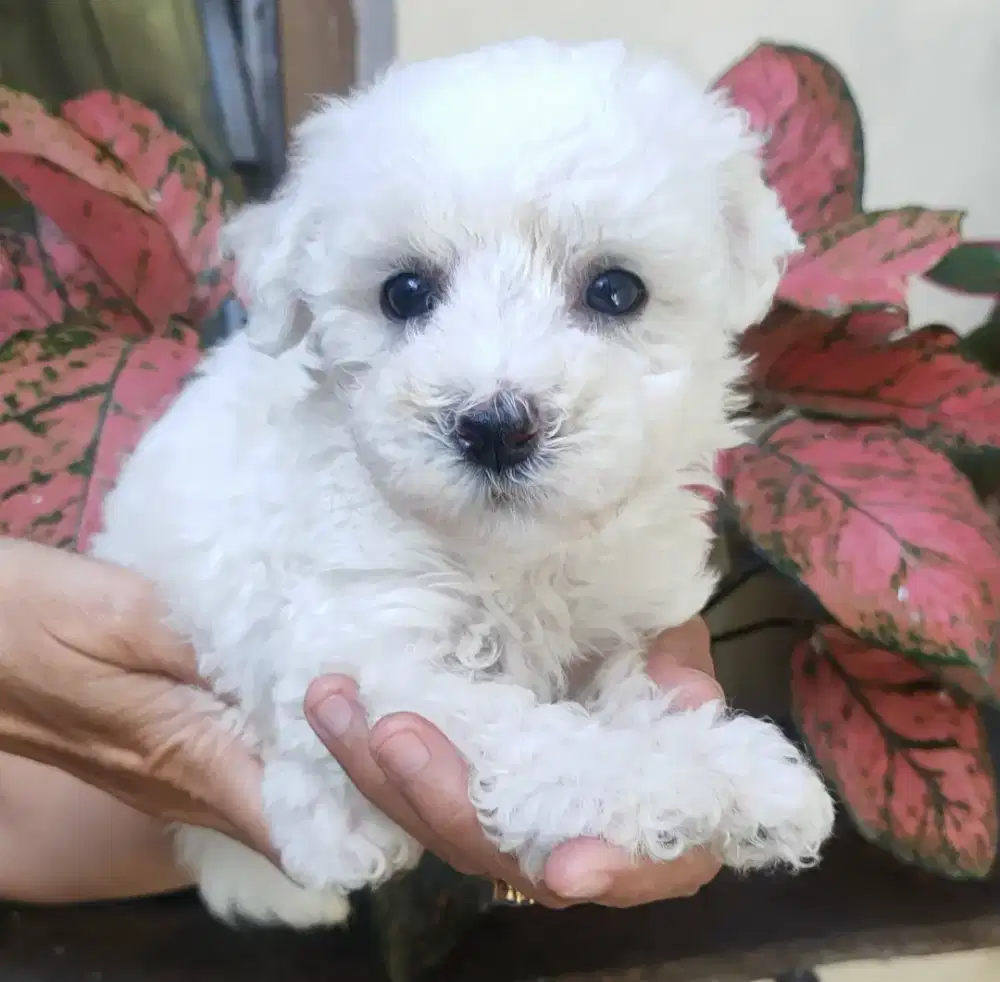 DI JUAL MURAH BICHON FRISE STAMBUM VAKSIN KUALITAS BAGUS