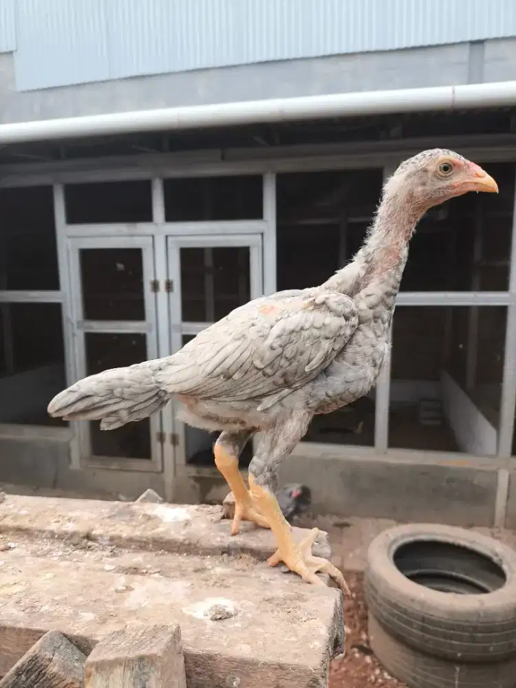 Ayam shamo 2bln