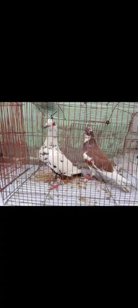 Bekas player  pondok aren ceger Ciledug