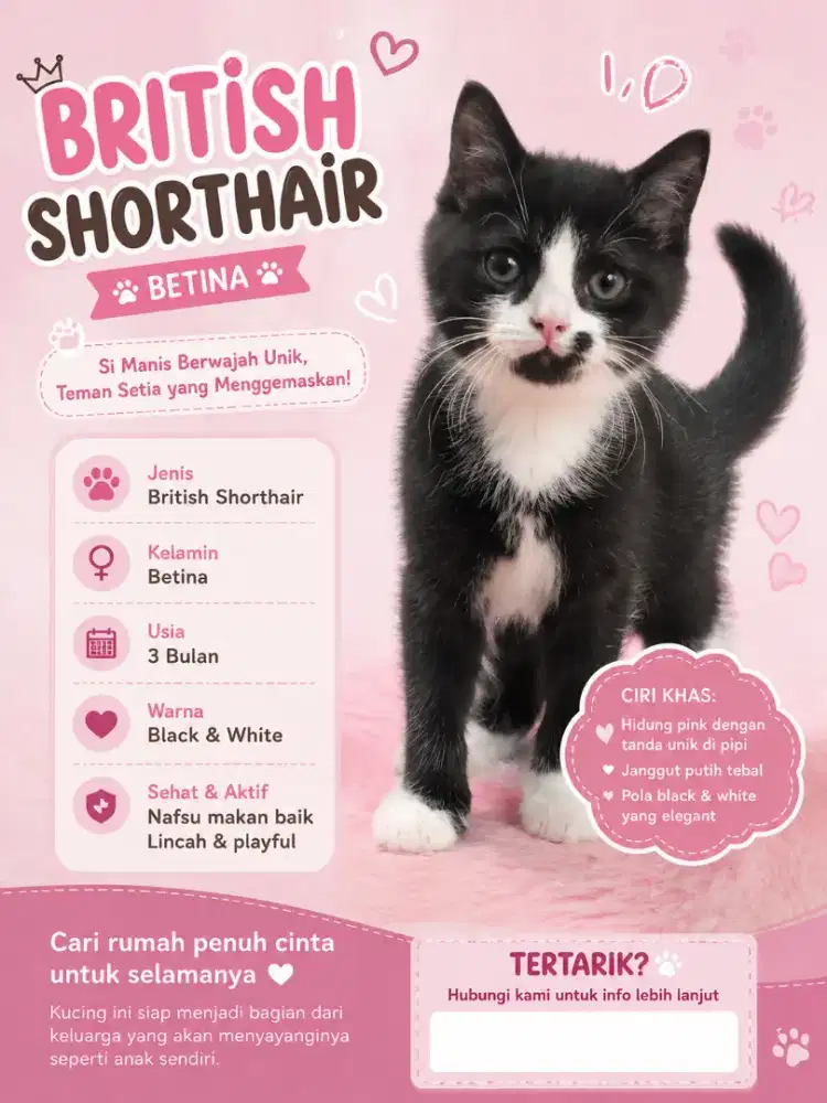 Bsh betina warna tuxedo