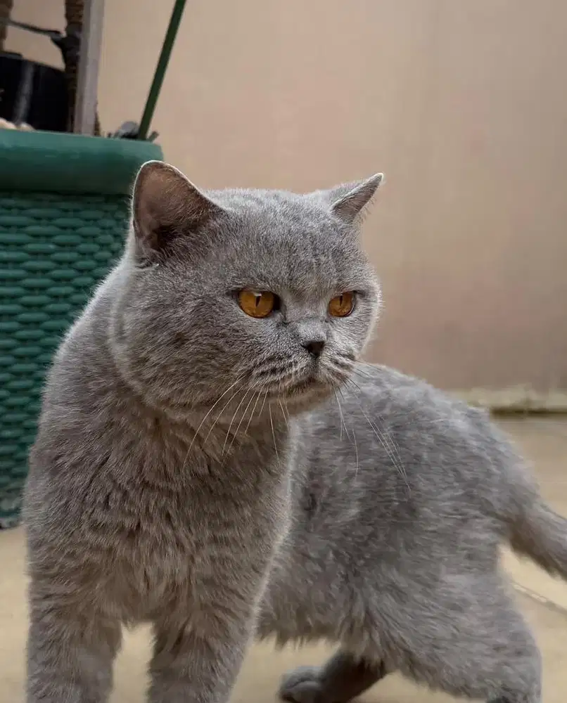 BSH PED IMPORT JANTAN BRITISH SHORTHAIR