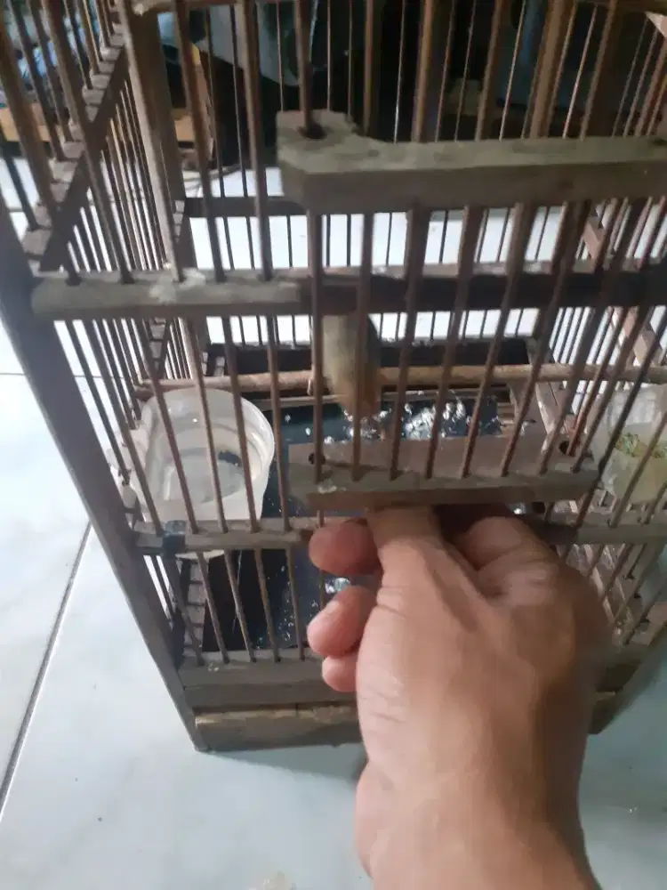 Prenjak atas beti bandangan di BSD