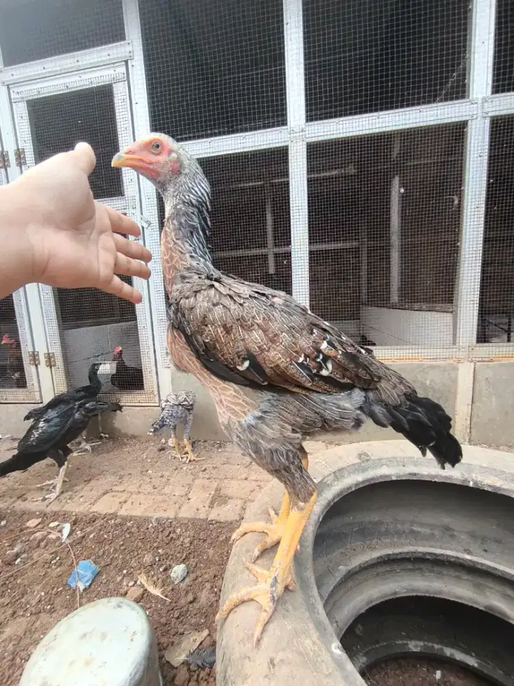 Ayam Shamo Eropa 4bln