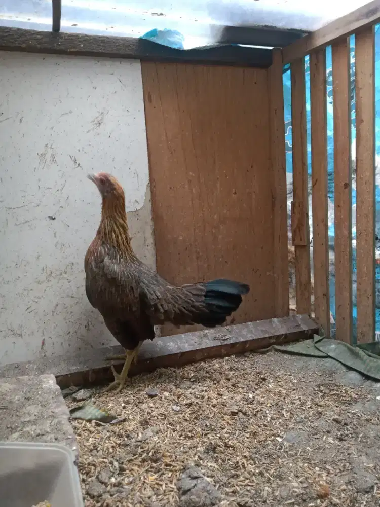 AYAM H MERAH BETINA