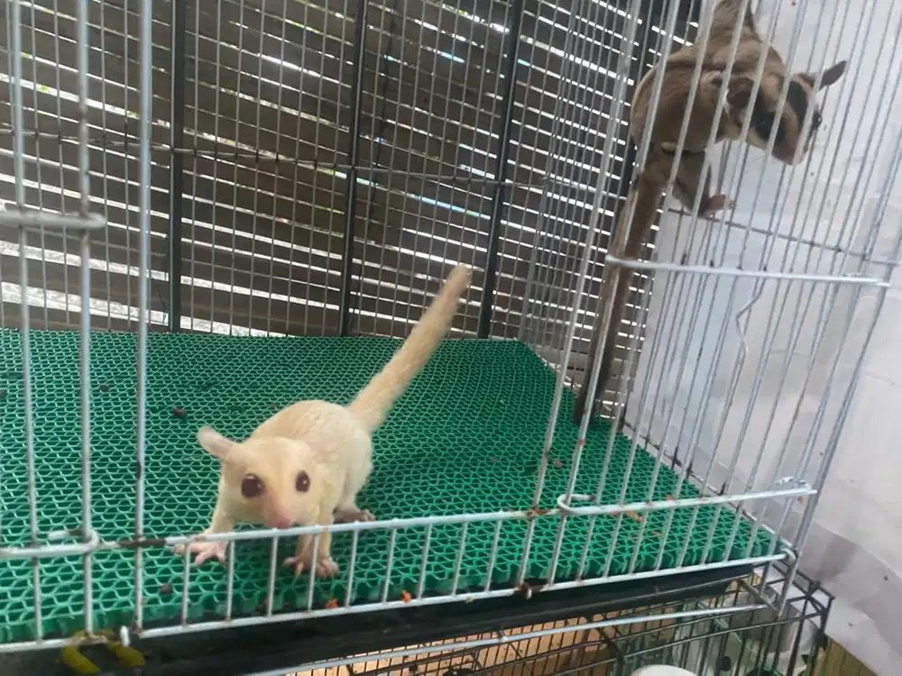 sugar glider paket lengkap