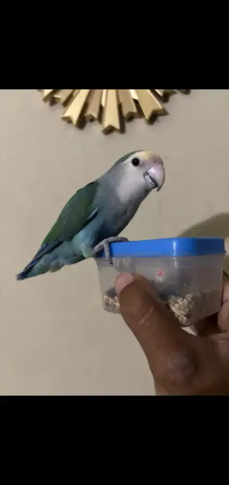 Love Bird NK Jinak