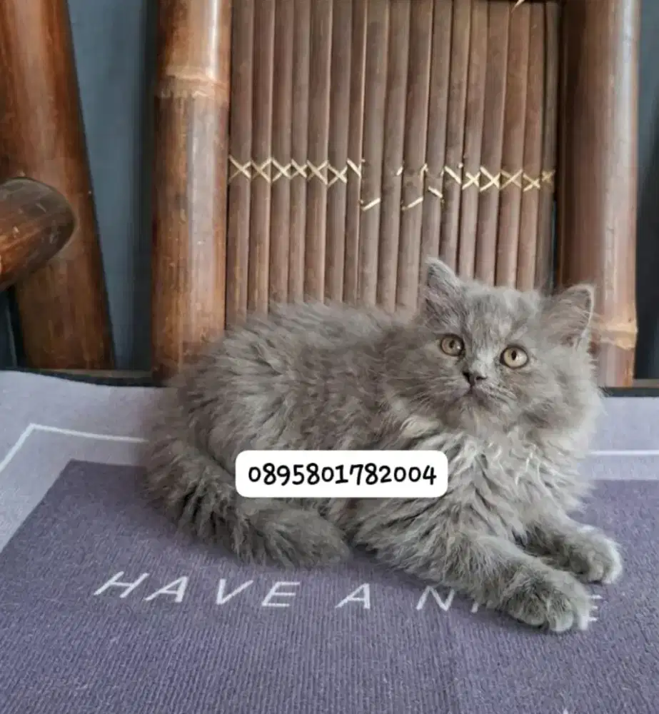 kucing persia jantan /kitten.persia jantan