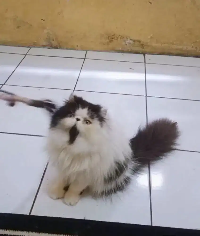 Kucing Persia Peaknose