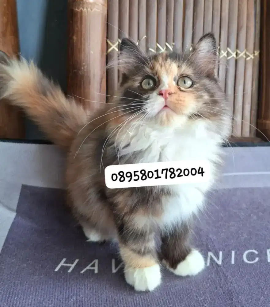 Kucing persia betina/kucing persia flatnose/kitten persia  betina