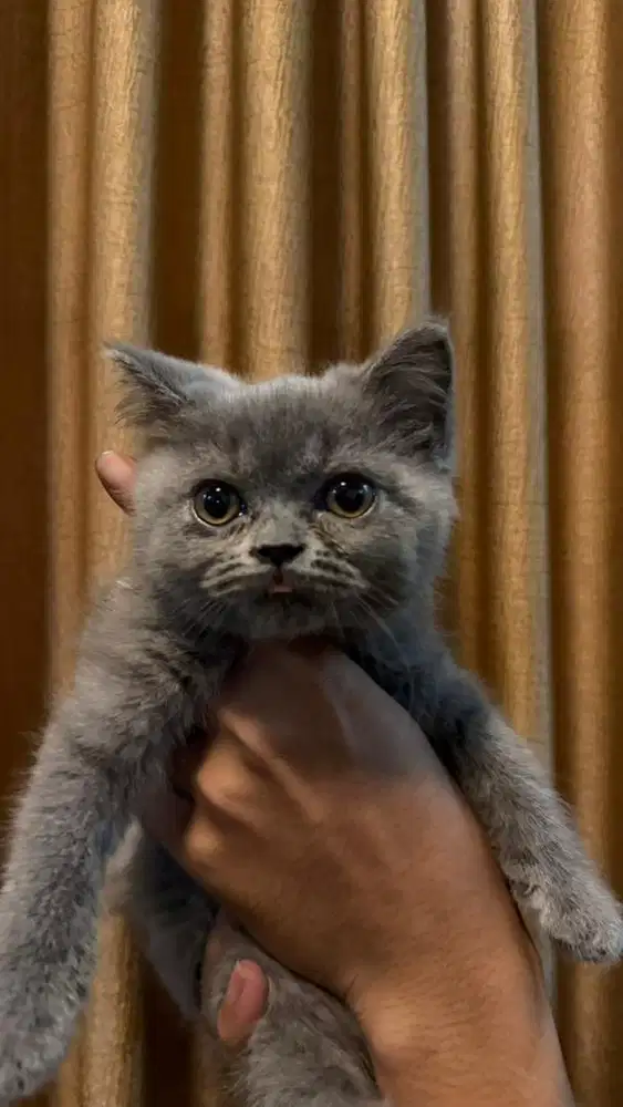 Kucing Kitten BSH & BLH