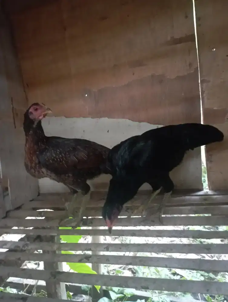 Ayam kampung biang lg nelor