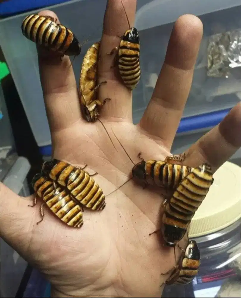 Kecoa Halloween (Elliptorhina Javanica)