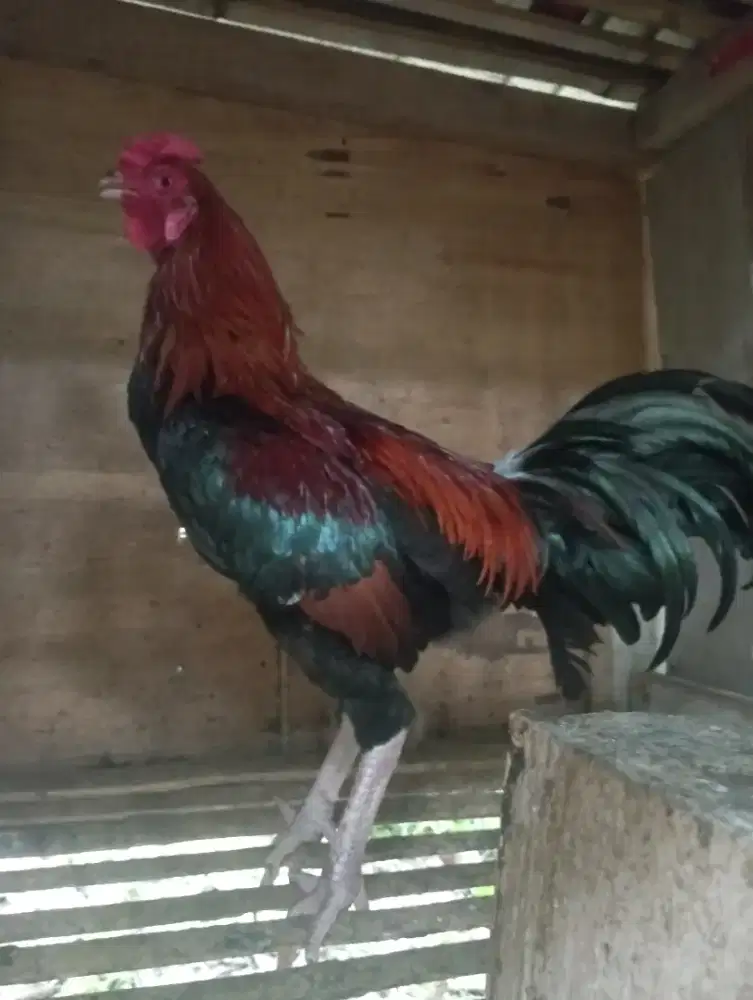 Ayam bangkok jago full buat pacekan
