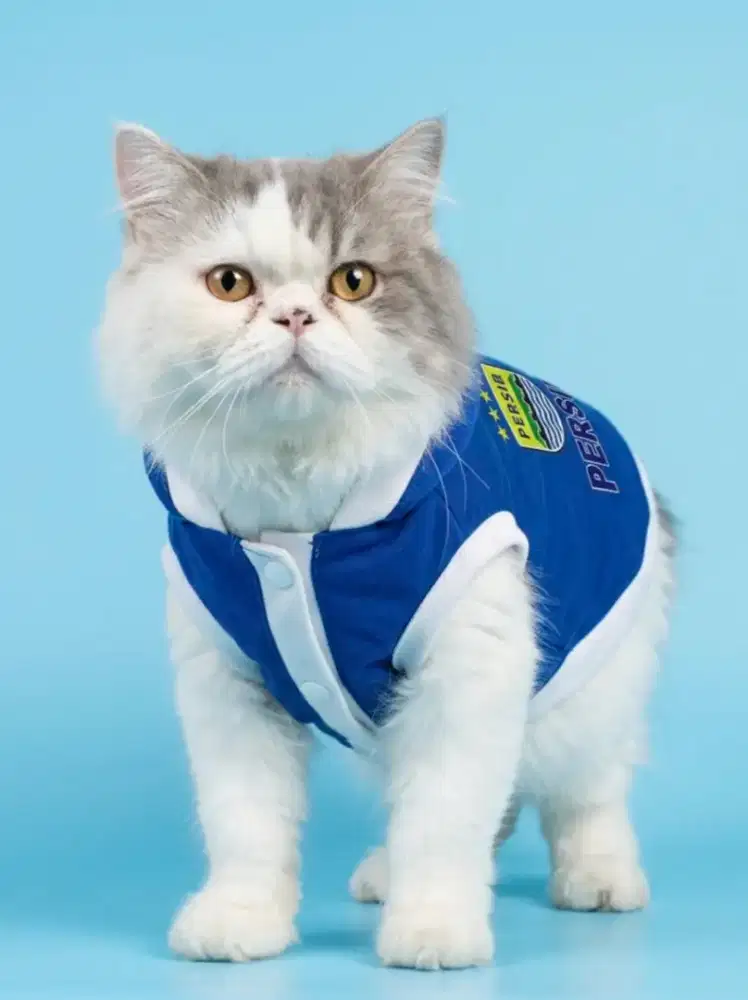 Kucing Persia Flatnose Bigbone 5kg JANTAN salah satu warna Favorit