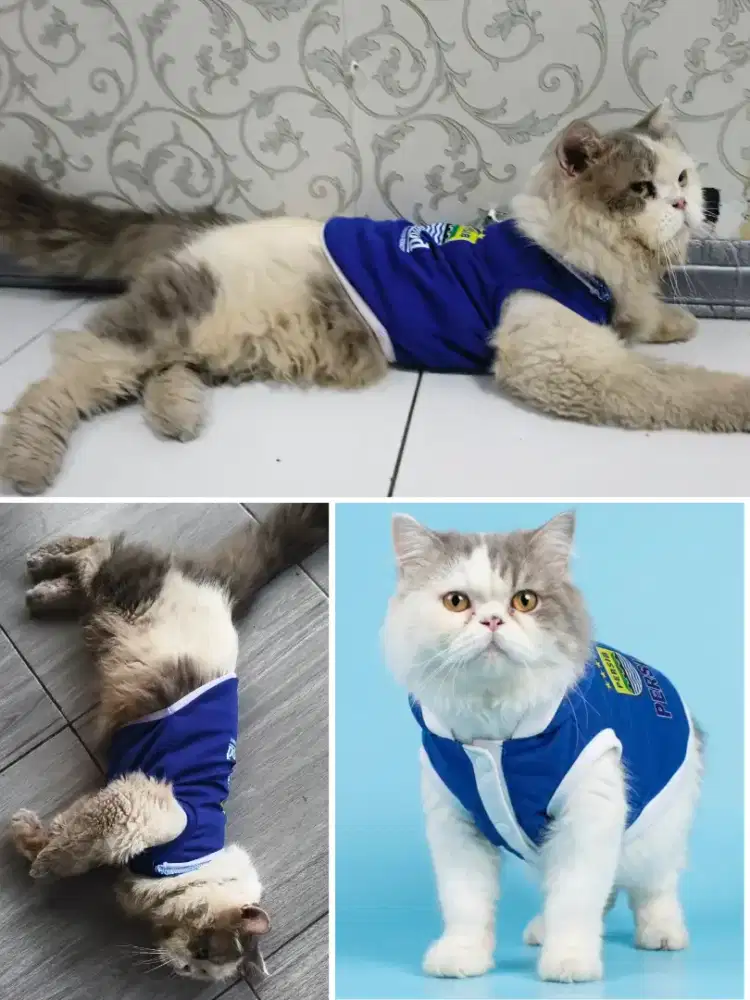 Kucing Flatnose Persia Bigbone JANTAN Warna Favorit Bluevan